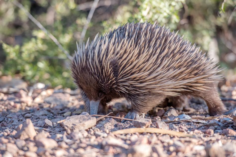 Echidna Monotreme Mammal in wildlife