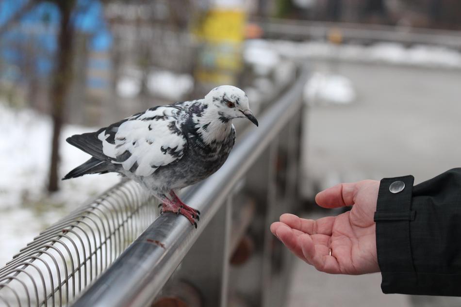 Person putting hand to the cute and beautiful, colorful dove, near the snow, in the winter