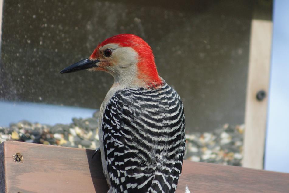 Bird Nature Feeder