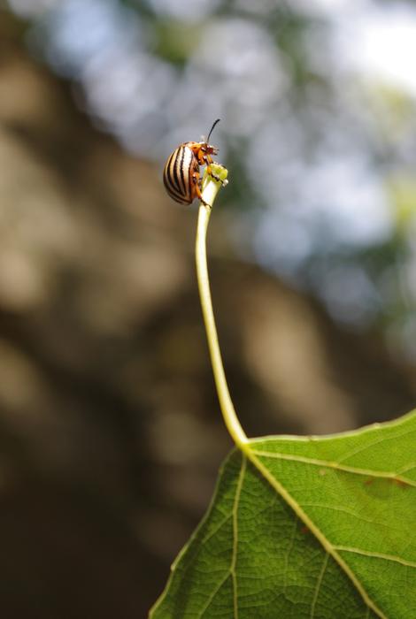 Potato Beetle Insect on Leaf