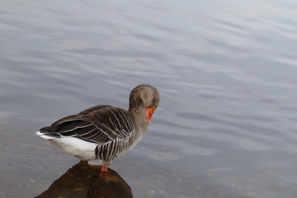 Bird Nature Lake