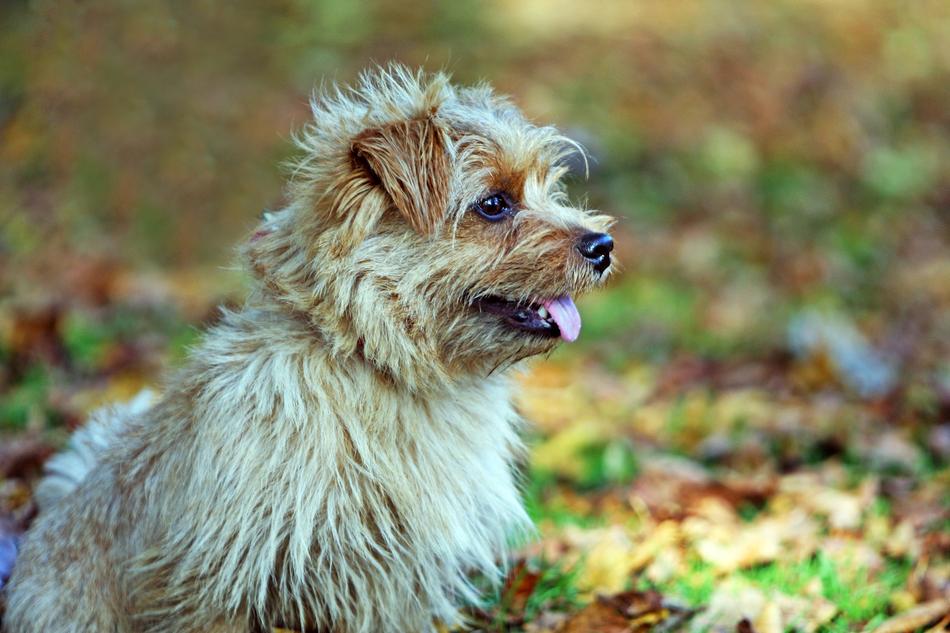 Dog Norfolk Terrier