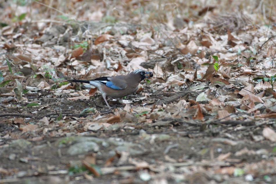 bird walking in the woods