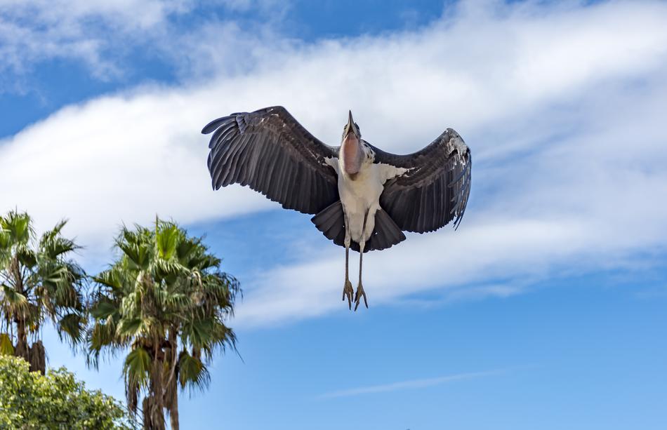 Bird Raptor Animal