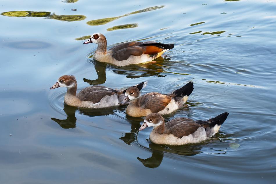 Nile Goose Duck Chick