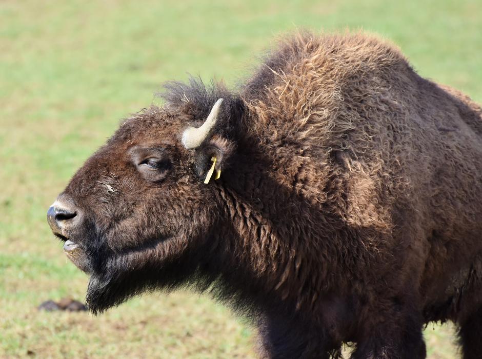 Bison Buffalo Horns American