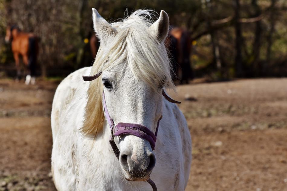 white Horse Stallion Head