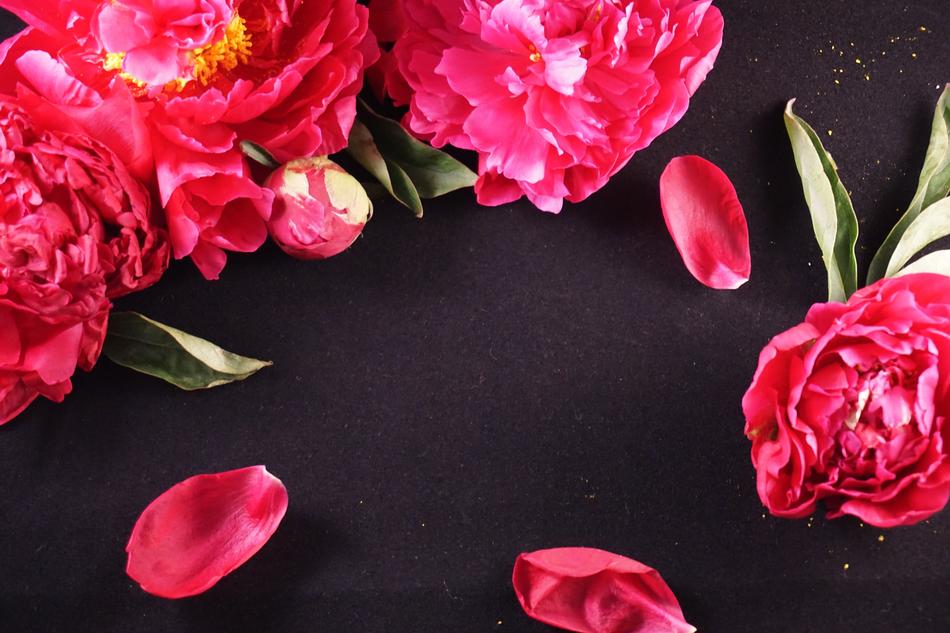Peonies Black Background