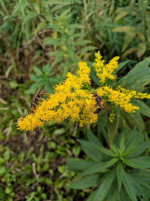 Ragweed Wasps
