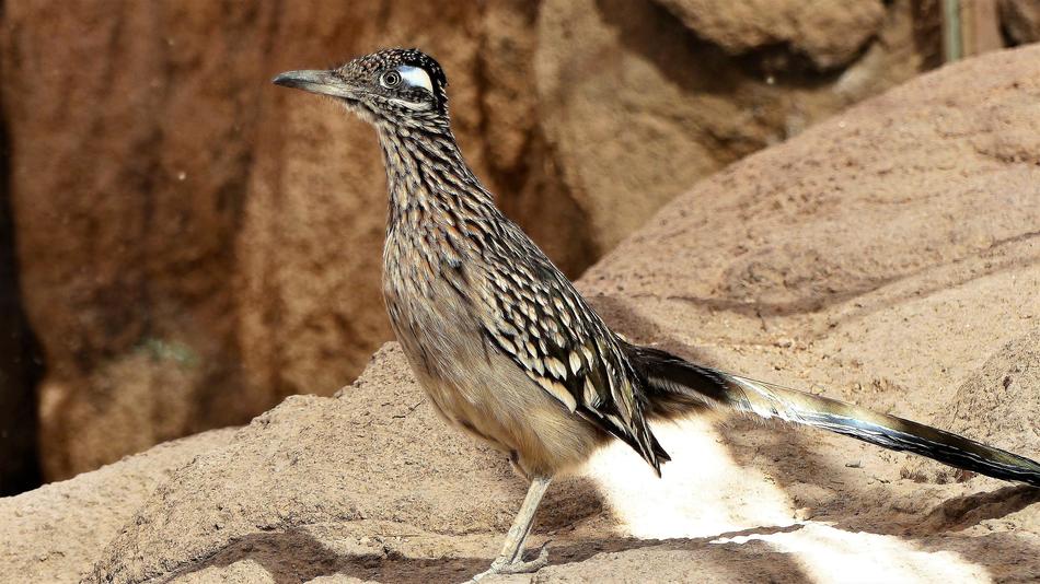 roadrunner Bird on stone close up