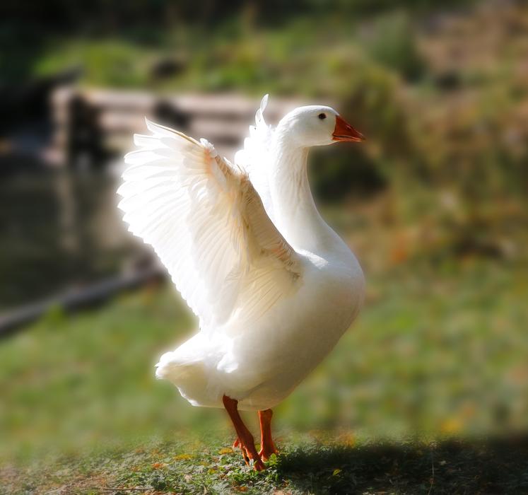 Animal Bird Goose