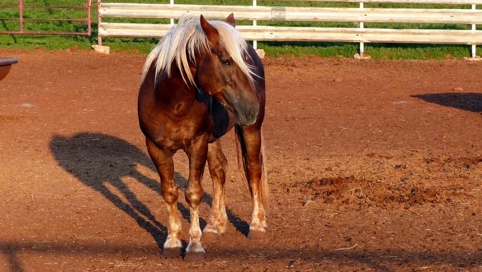 Horse Animal Mammals
