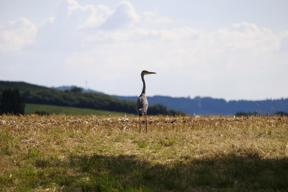 Heron Grey Bird on meadow
