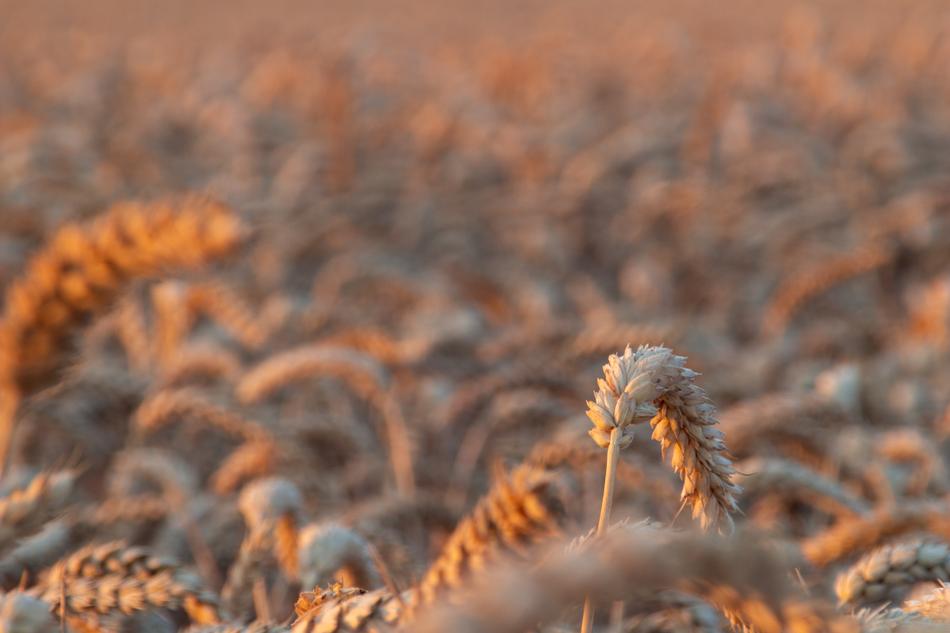 cornfield in the light