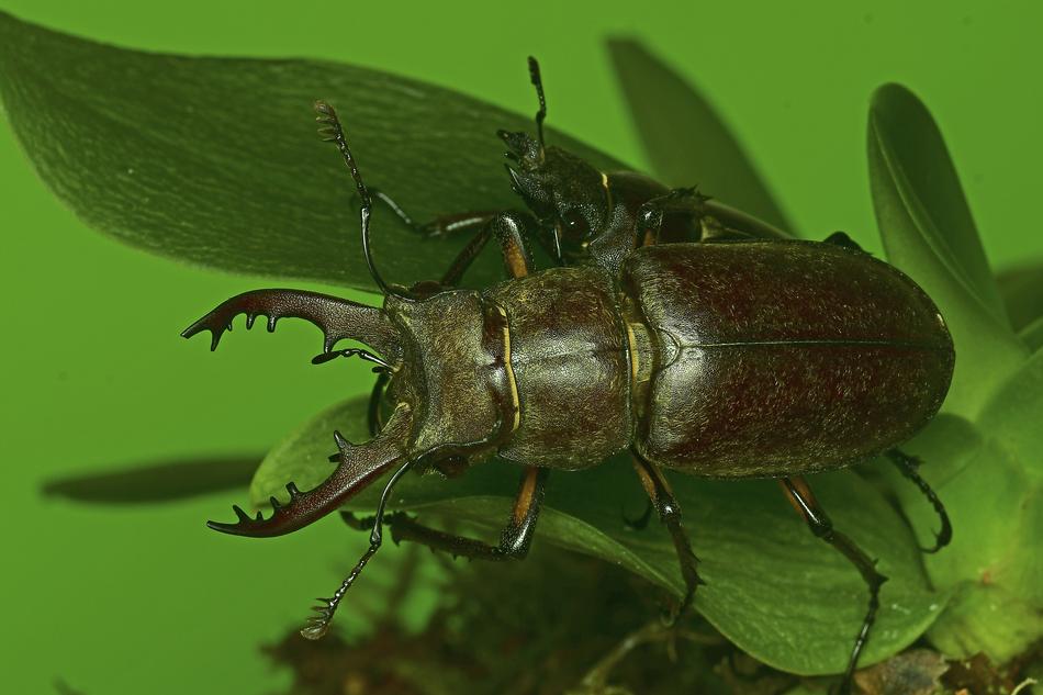 The Deer Bug Stag Beetle