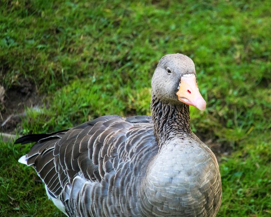 Wild Goose Greylag Bird