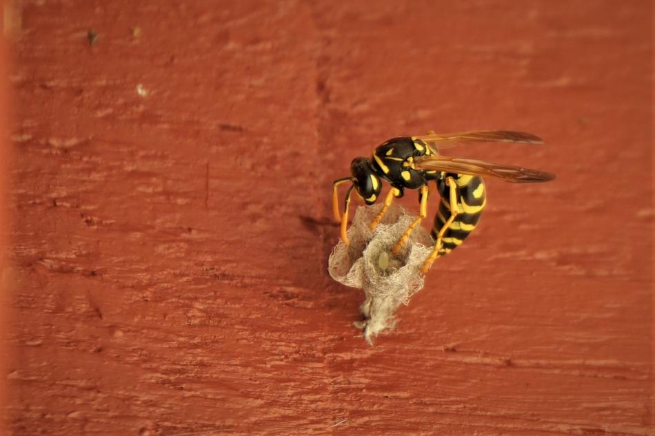 Wasp building Nest at red background