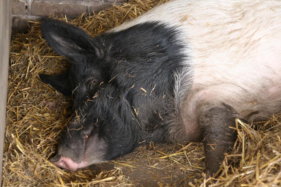 Pet Livestock Pig Domestic