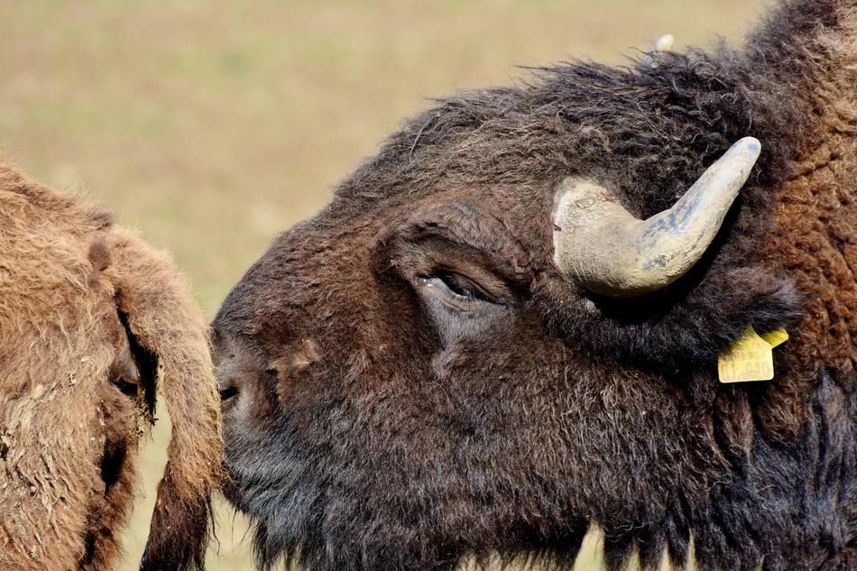 Bison Buffalo Horns American