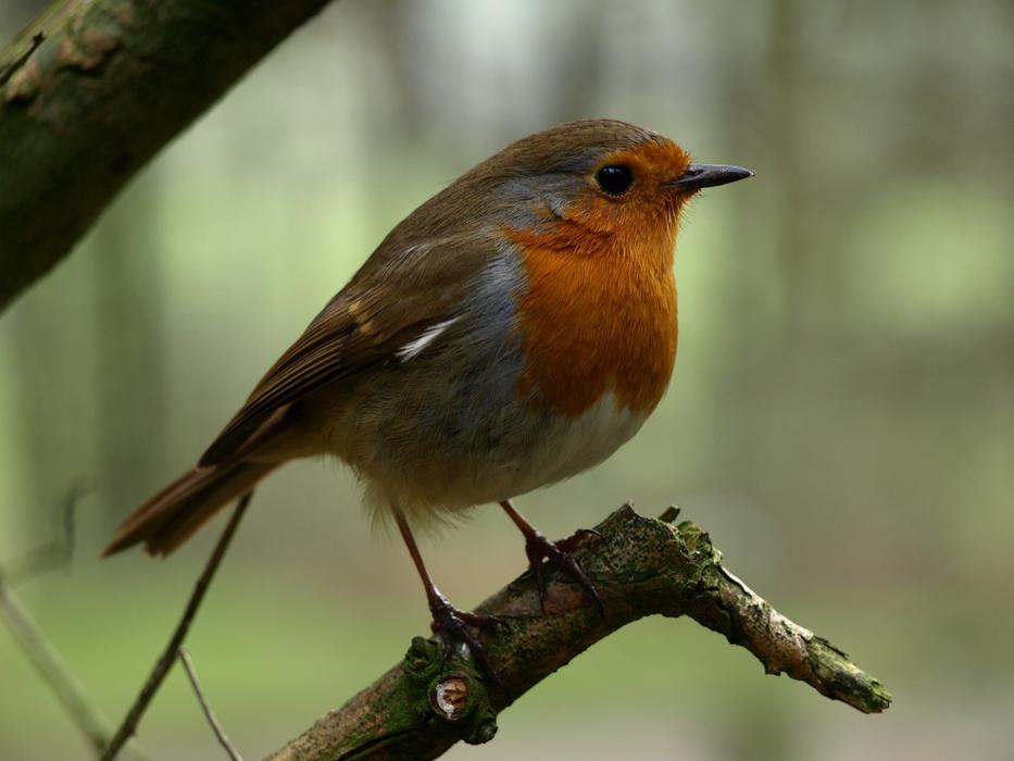 Robin Bird Nature