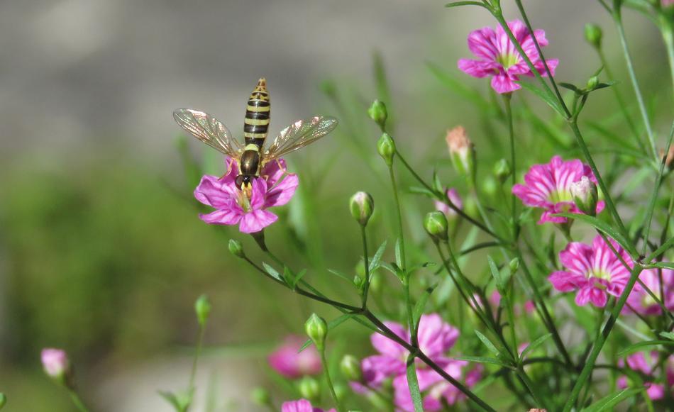 Hoverfly Bee Mimic Wings Baby'S