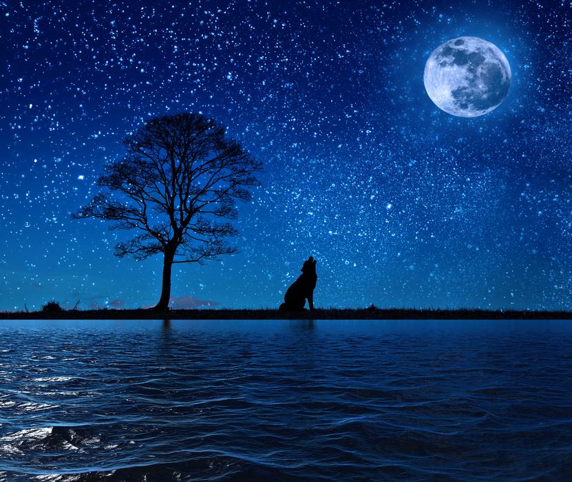 Dog howl moon landscape reflection free image download