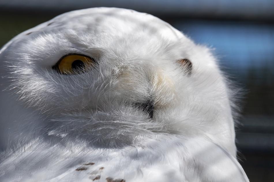 snowy owl close up
