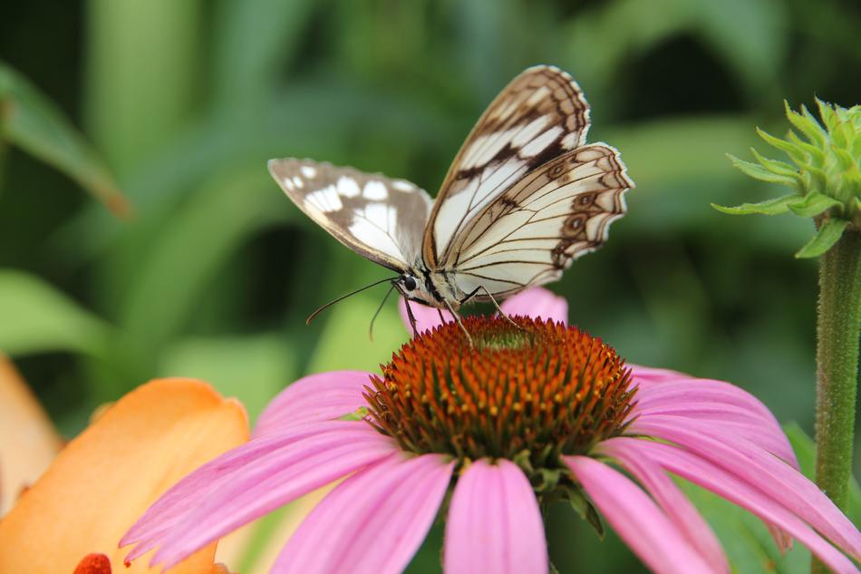 Butterfly Echinacea Medicinal plant