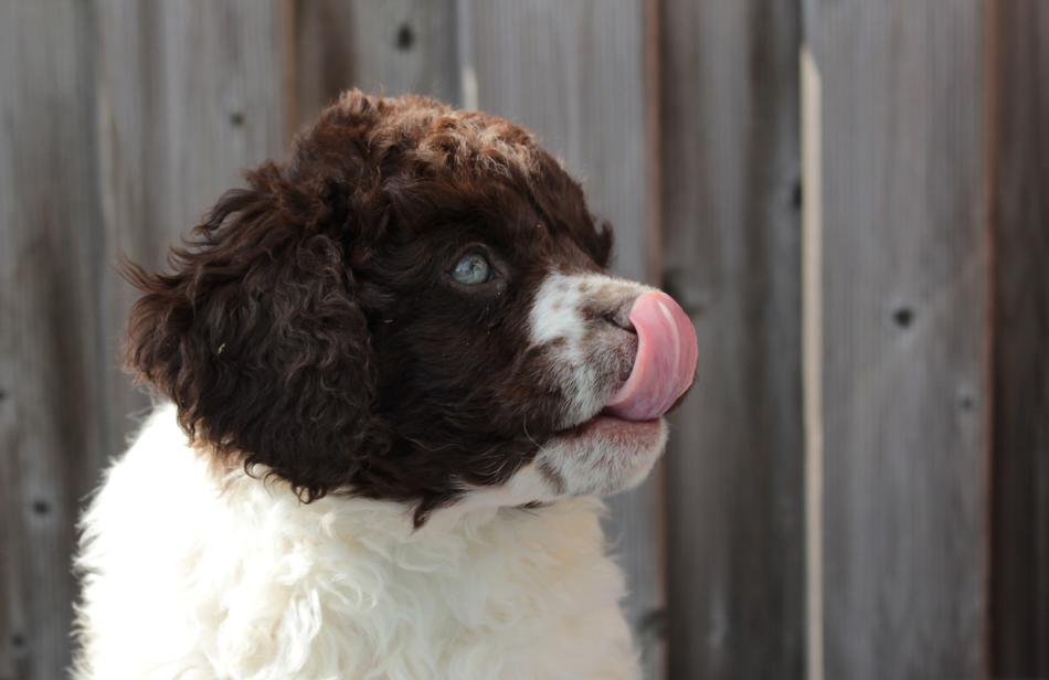 Puppy Dog Cute