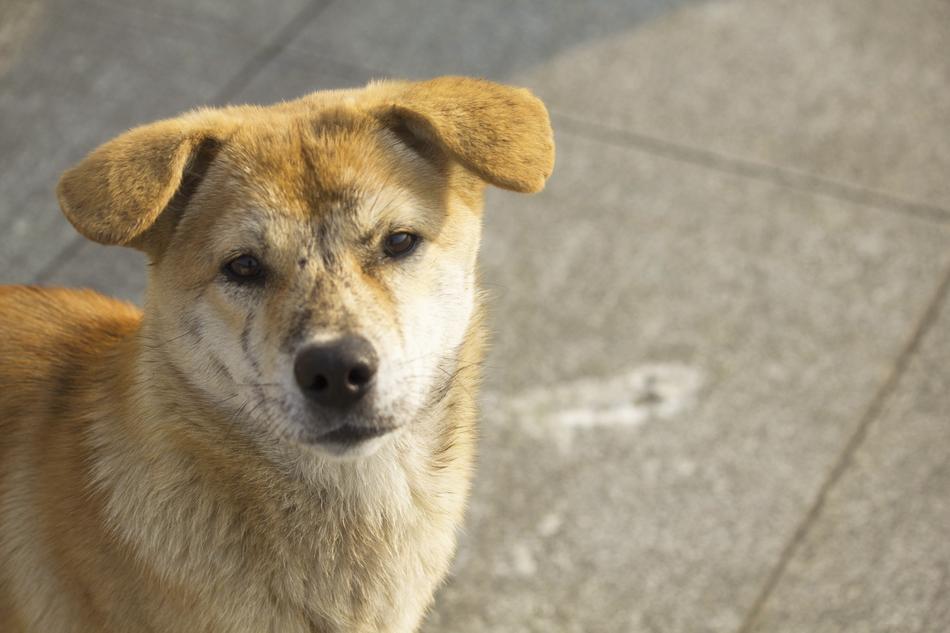 angry street dog