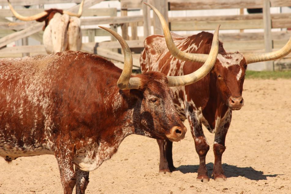 Longhorn Cattle Livestock