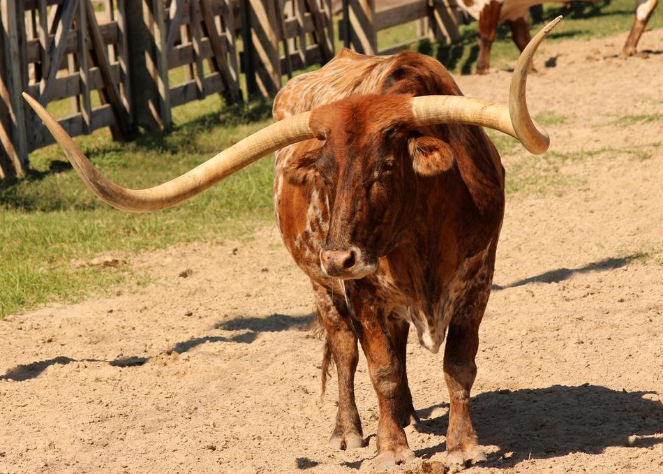 Longhorn Cattle Livestock