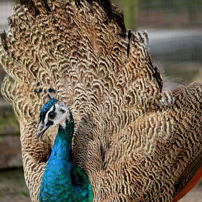 peacock animal portrait
