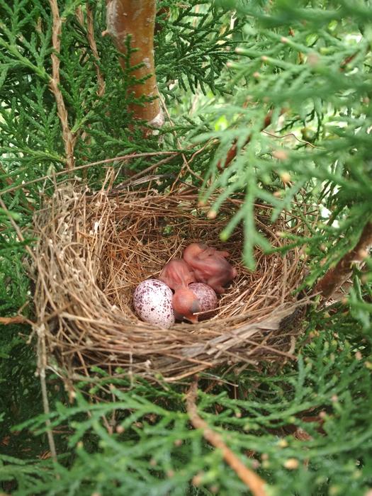 Nest Bird Nature