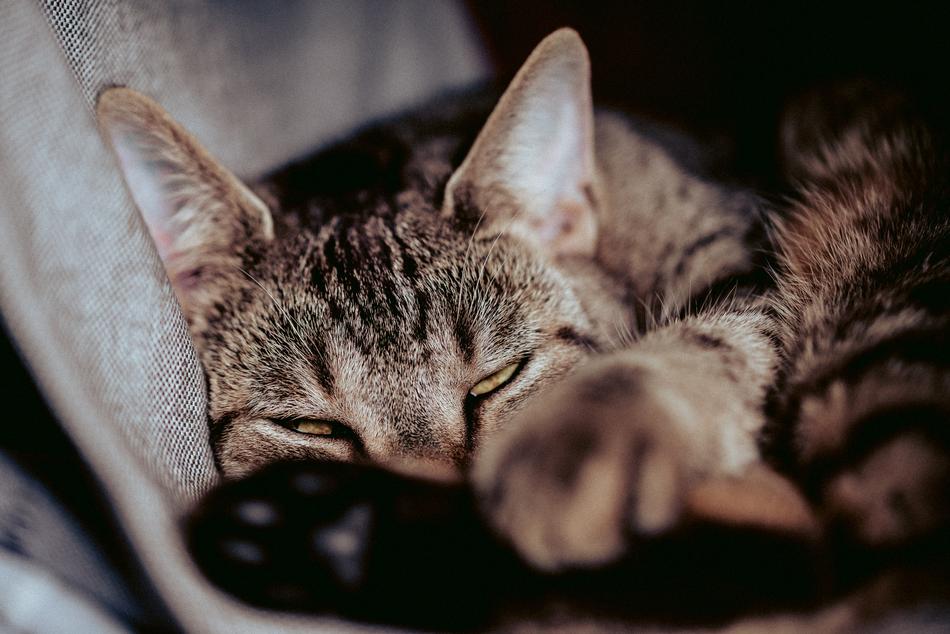 CatS Eyes Pet Domestic