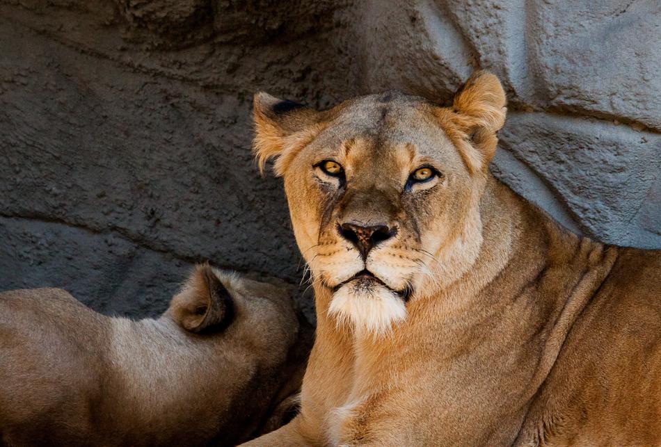 Lion Lioness Female