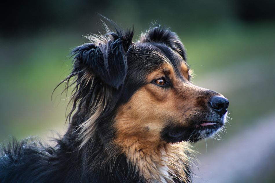 cute dog portrait