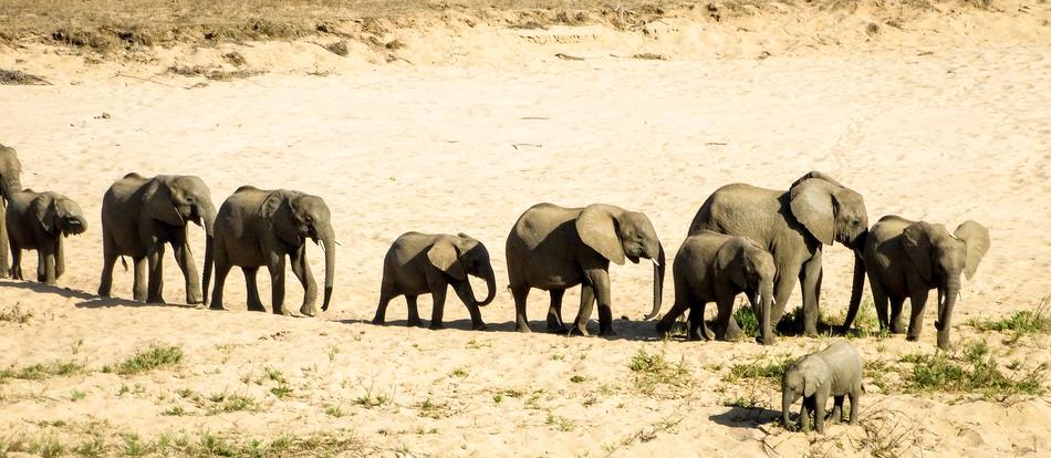Elephant Wildlife Safari