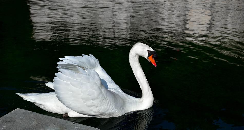 Swan bird photo