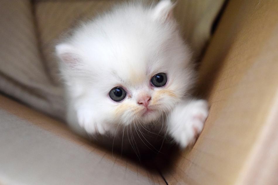 Kitten Pussy Cat