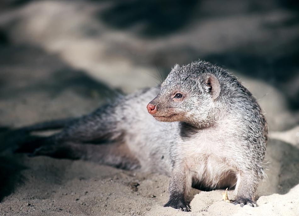 gray meerkat in the zoo