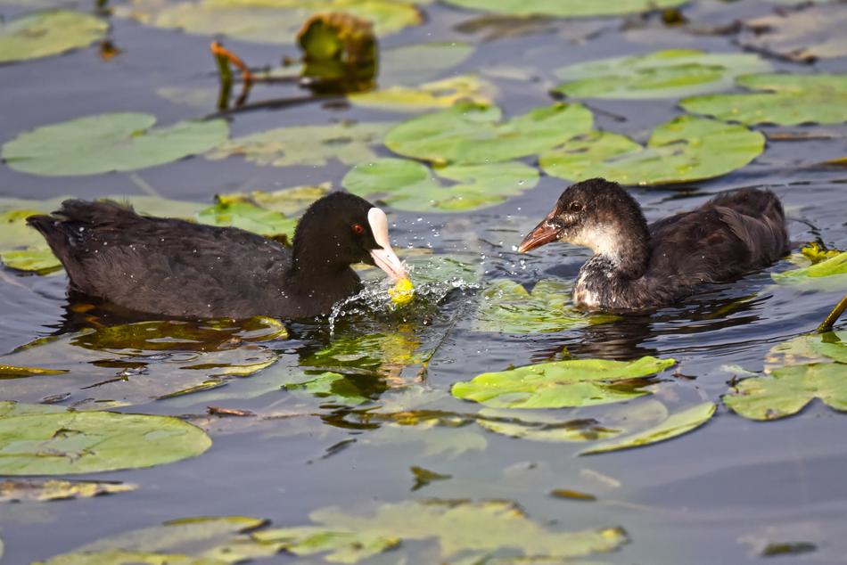 Cute ducks in the pond