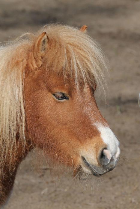 Pony Portrait Animal