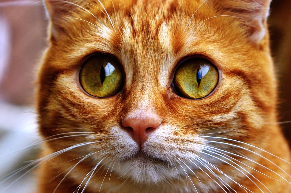Cat Funny Mackerel