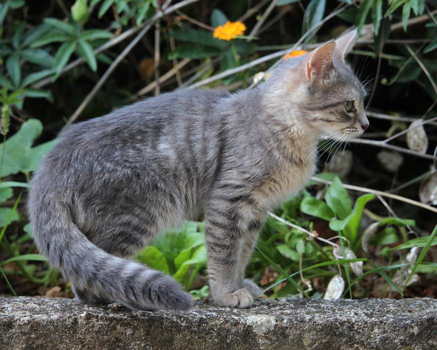 Animal Cat Kitten