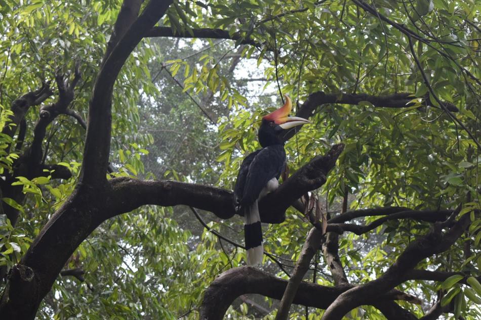 Hornbill Bird Natural