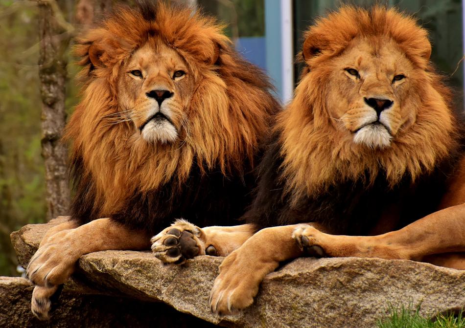 Lion Predator Dangerous