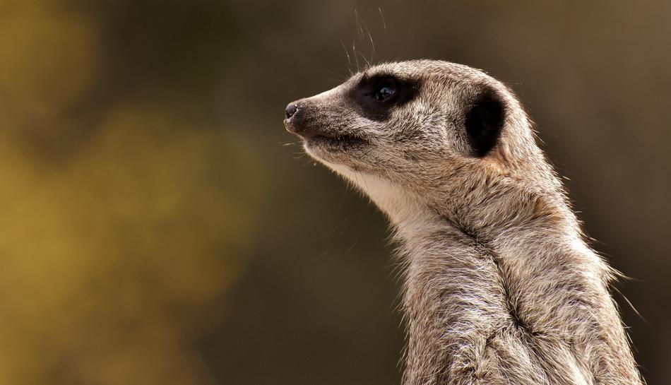 little furry meerkat