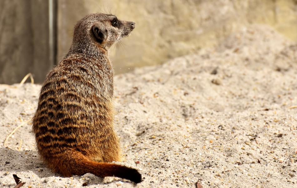 Striped meerkat in the zoo