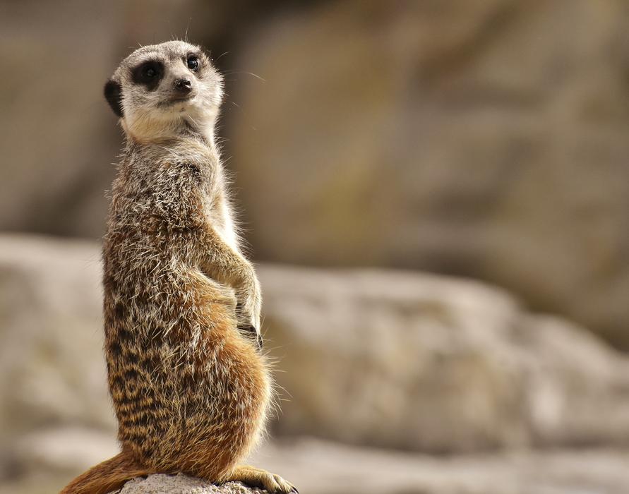 wild Meerkat Animal in Nature
